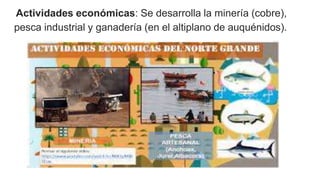 Actividades económicas: Se desarrolla la minería (cobre),
pesca industrial y ganadería (en el altiplano de auquénidos).
 