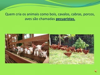 Quem cria os animais como bois, cavalos, cabras, porcos,
aves são chamadas pecuaristas.
 