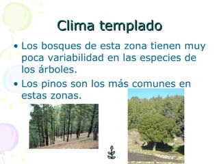 Clima templado Los bosques de esta zona tienen muy poca variabilidad en las especies de los árboles. Los pinos son los más comunes en estas zonas.  