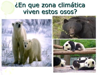 ¿ En que zona climática viven estos osos? 