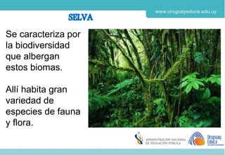 Derechos de autor y Licencias
Agosto 2018
CES
Se caracteriza por
la biodiversidad
que albergan
estos biomas.
Allí habita gran
variedad de
especies de fauna
y flora.
 