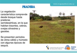 Derechos de autor y Licencias
Agosto 2018
CES
La vegetación
característica comprende
desde bosque hasta
praderas
semidesérticas, en la que
habitan bisontes, cebras,
ovejas silvestres y
gacelas.
Se presentan periodos
de clima cálido y húmedo
con algunas épocas de
sequía.
 