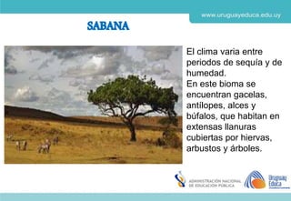 Derechos de autor y Licencias
Agosto 2018
CES
El clima varia entre
periodos de sequía y de
humedad.
En este bioma se
encuentran gacelas,
antílopes, alces y
búfalos, que habitan en
extensas llanuras
cubiertas por hiervas,
arbustos y árboles.
 