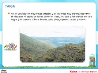 TAIGA
   Allí los veranos son muy breves y frescos y los inviernos muy prolongados y fríos.
   Se destacan especies de fauna como los alces, los osos y los ciervos de cola
   negra, y en cuanto a la flora, árboles como pinos, cipreses, sauces y álamos.
 