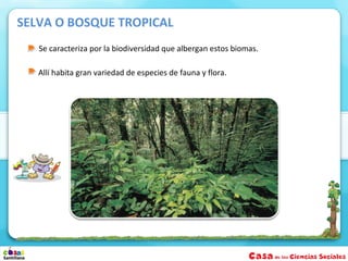 SELVA O BOSQUE TROPICAL
   Se caracteriza por la biodiversidad que albergan estos biomas.

   Allí habita gran variedad de especies de fauna y flora.
 