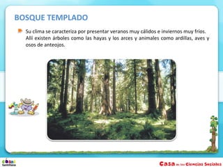 BOSQUE TEMPLADO
  Su clima se caracteriza por presentar veranos muy cálidos e inviernos muy fríos.
  Allí existen árboles como las hayas y los arces y animales como ardillas, aves y
  osos de anteojos.
 