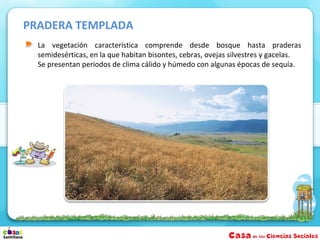 PRADERA TEMPLADA
  La vegetación característica comprende desde bosque hasta praderas
  semidesérticas, en la que habitan bisontes, cebras, ovejas silvestres y gacelas.
  Se presentan periodos de clima cálido y húmedo con algunas épocas de sequía.
 
