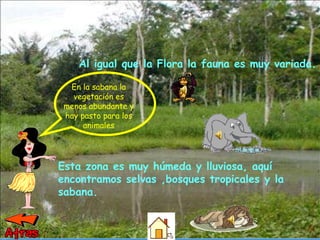 Esta zona es muy húmeda y lluviosa, aquí encontramos selvas ,bosques tropicales y la  sabana. Al igual que la Flora la fauna es muy variada. En la sabana la vegetación es menos abundante y hay pasto para los animales 