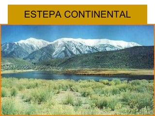 ESTEPA CONTINENTAL 
