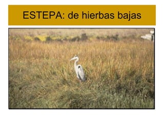 ESTEPA: de hierbas bajas 