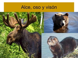 Alce, oso y visón 