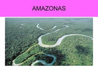 AMAZONAS 