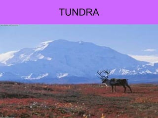 TUNDRA 