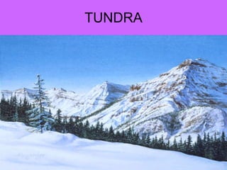 TUNDRA 