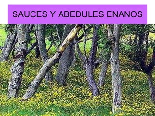 SAUCES Y ABEDULES ENANOS 