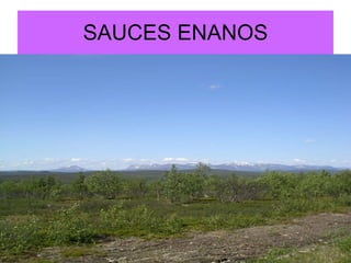 SAUCES ENANOS 