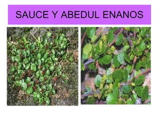 SAUCE Y ABEDUL ENANOS 