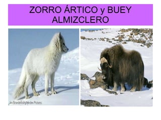 ZORRO ÁRTICO y BUEY ALMIZCLERO 