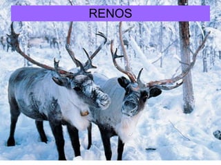 RENOS 