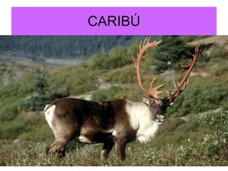 CARIBÚ 