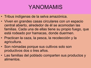 YANOMAMIS Tribus indígenas de la selva amazónica. Viven en grandes casas circulares con un espacio central abierto, alrededor de él se acomodan las familias. Cada una de ellas tiene su propio fuego, que está rodeado por hamacas, donde duermen. Practican la caza, la pesca, la recolección y la agricultura. Son nómadas porque sus cultivos solo son productivos dos o tres años. Las familias del poblado comparten sus productos y alimentos. 