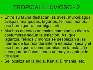 TROPICAL LLUVIOSO - 2 Entre su fauna destacan las aves, murciélagos, avispas, mariposas, lagartos, felinos, monos, oso hormiguero, hormigas, etc. Muchos de estos animales cambian su dieta y costumbres según la estación. Así que lagartos, felinos y monos se desplazan a las riberas de los ríos durante la estación seca y el oso hormiguero come termitas en la estación  seca porque éstas tienen un mayor contenido de agua. Se localiza en la India, Kenia, Birmania, etc. 