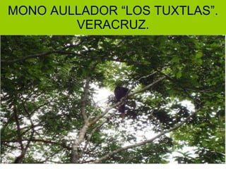 MONO AULLADOR “LOS TUXTLAS”. VERACRUZ. 