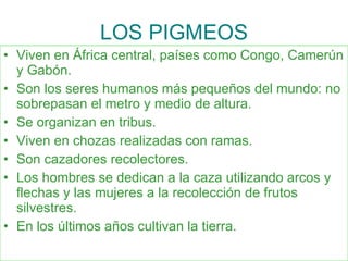 LOS PIGMEOS Viven en África central, países como Congo, Camerún y Gabón. Son los seres humanos más pequeños del mundo: no sobrepasan el metro y medio de altura. Se organizan en tribus. Viven en chozas realizadas con ramas. Son cazadores recolectores. Los hombres se dedican a la caza utilizando arcos y flechas y las mujeres a la recolección de frutos silvestres. En los últimos años cultivan la tierra.  