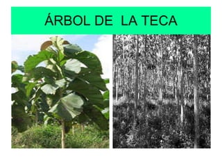 ÁRBOL DE  LA TECA 