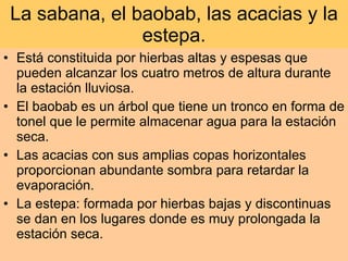 La sabana, el baobab, las acacias y la estepa. Está constituida por hierbas altas y espesas que pueden alcanzar los cuatro metros de altura durante la estación lluviosa. El baobab es un árbol que tiene un tronco en forma de tonel que le permite almacenar agua para la estación seca. Las acacias con sus amplias copas horizontales proporcionan abundante sombra para retardar la evaporación. La estepa: formada por hierbas bajas y discontinuas se dan en los lugares donde es muy prolongada la estación seca. 