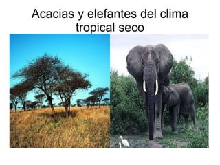 Acacias y elefantes del clima tropical seco 