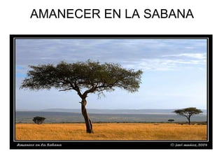 AMANECER EN LA SABANA 