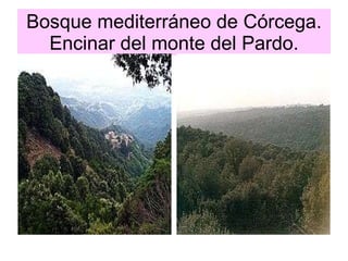 Bosque mediterráneo de Córcega. Encinar del monte del Pardo. 
