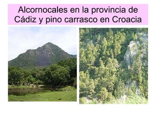 Alcornocales en la provincia de Cádiz y pino carrasco en Croacia 