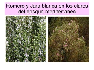 Romero y Jara blanca en los claros del bosque mediterráneo 