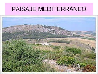 PAISAJE MEDITERRÁNEO 
