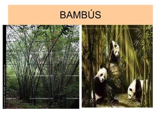 BAMBÚS 