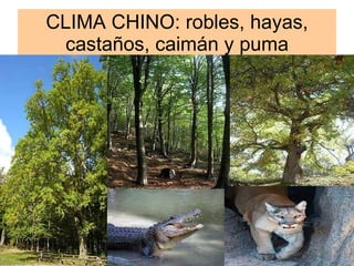 CLIMA CHINO: robles, hayas, castaños, caimán y puma 