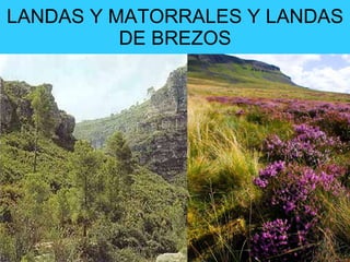 LANDAS Y MATORRALES Y LANDAS DE BREZOS 
