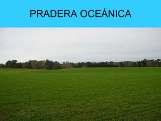 PRADERA OCEÁNICA 