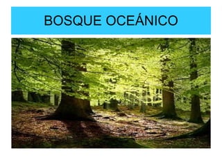 BOSQUE OCEÁNICO 