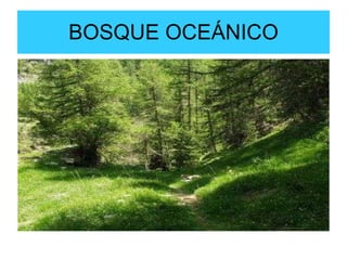 BOSQUE OCEÁNICO 