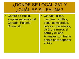 ¿DÓNDE SE LOCALIZA? Y ¿CUÁL ES SU FAUNA? Centro de Rusia, amplias regiones del Canadá, Polonia, China, etc. Ciervos, alces, castores, ardillas, osos, comadrejas, liebres montañeras, visón, la marta, el zorro y el lobo. Animales con fuerte pelaje para soportar el frío. 