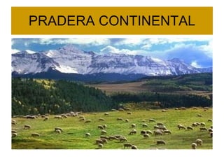 PRADERA CONTINENTAL 