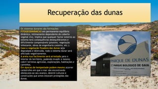 Recuperação das dunas
Os sistemas dunares são formações
FITOGEODINÂMICAS em permanente equilíbrio
dinâmico, intimamente dependente do coberto
vegetal vivo, implica que qualquer factor externo ao
sistema terá consequências desequilibrantes e
dificilmente compensáveis (pisoteio, vegetação
infestante, obras de engenharia costeira, etc.).
Caso a vegetação fixadora das dunas seja
degradada e destruída, todo o sistema dunar será
afectado negativamente.
A areia nua facilmente será arrastada para o
interior do território, podendo invadir e mesmo
cobrir terrenos agrícolas, explorações, habitações e
caminhos.
Em épocas de tempestade podem mesmo ocorrer
catástrofes em que o mar não encontrando
obstáculos ao seu avanço, destrói culturas e
construções que antes estavam protegidas das
dunas.
 