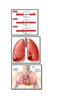 Zonas del flujo pulmonar