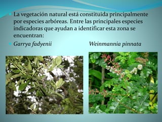  La vegetación natural está constituida principalmente
por especies arbóreas. Entre las principales especies
indicadoras que ayudan a identificar esta zona se
encuentran:
 Garrya fadyenii Weinmannia pinnata
 