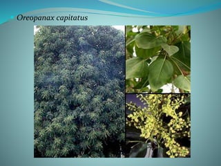  Oreopanax capitatus
 