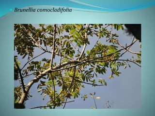  Brunellia comocladifolia
 