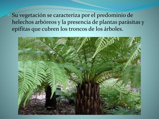  Su vegetación se caracteriza por el predominio de
helechos arbóreos y la presencia de plantas parásitas y
epífitas que cubren los troncos de los árboles.
 